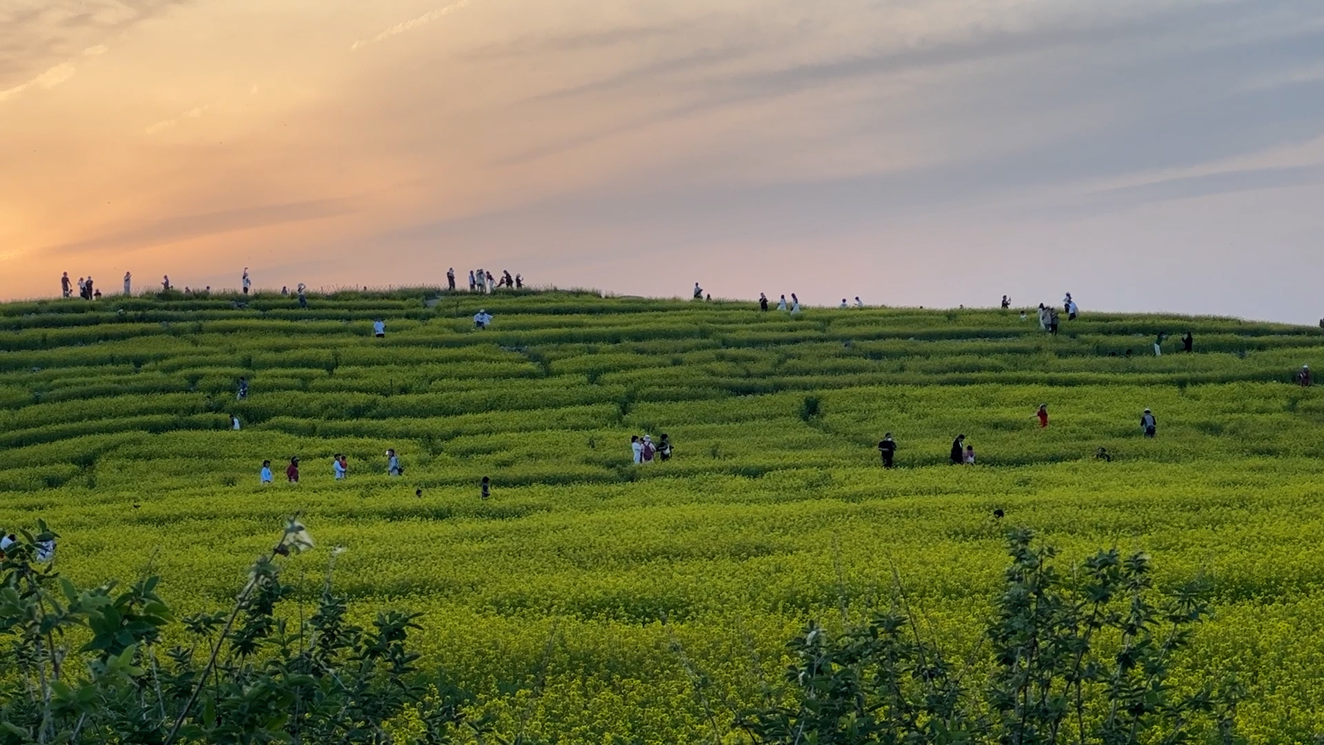 北京最大油菜花梯田正在盛开!免费观赏! 北京最大油菜花梯田正在盛开!免费观赏!