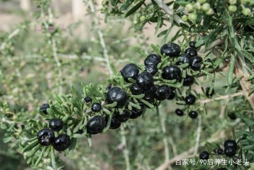 枸杞小科普-黑枸杞一次泡几颗、黑枸杞如何泡