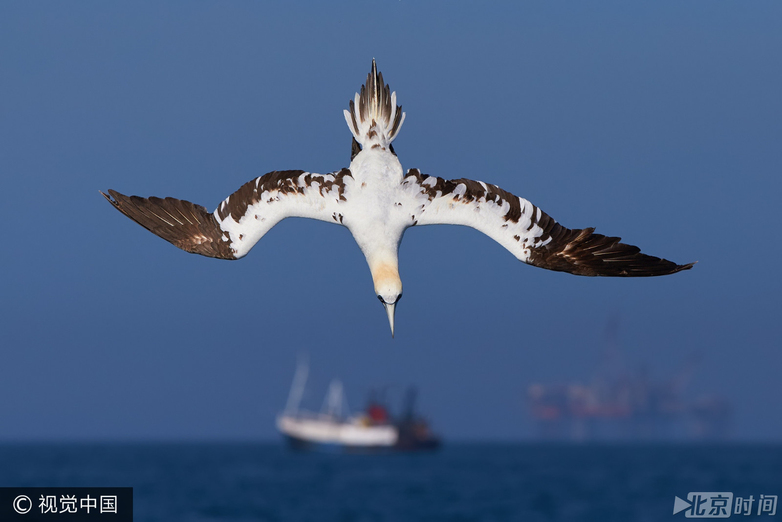 壮观!海鸟塘鹅高速垂直俯冲入水捕食 时速达60英里