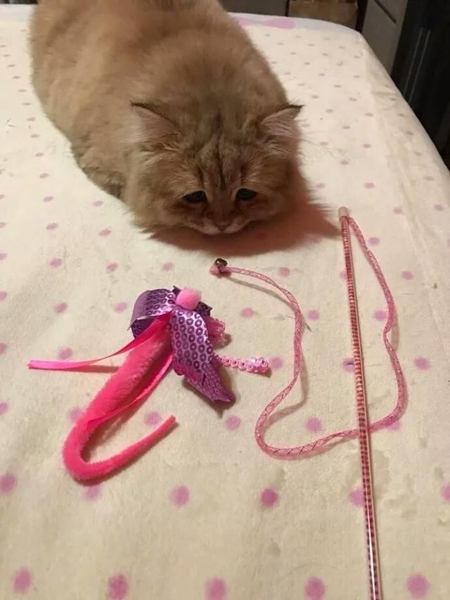 搞笑段子:微信撩一妹子,聊的挺开心