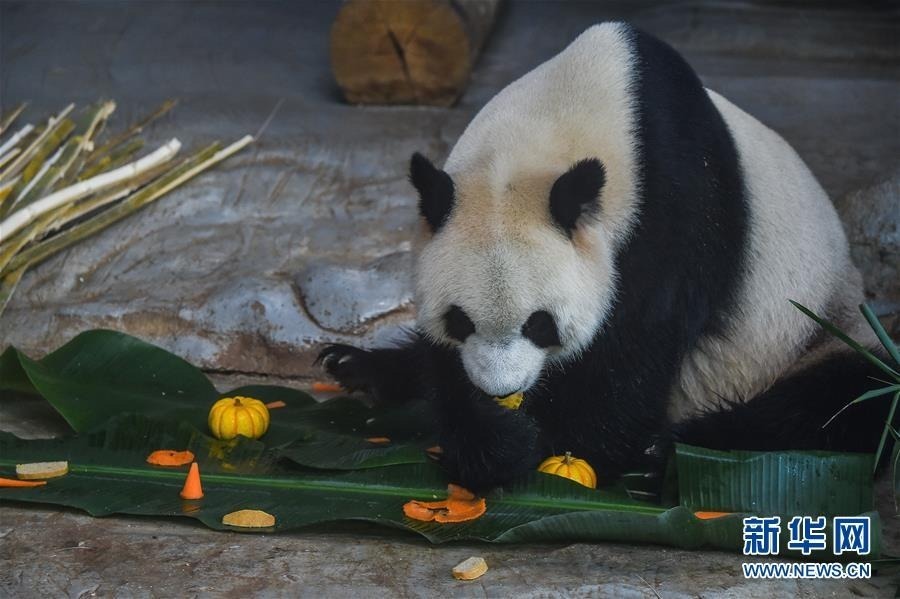1月23日，大熊猫“贡贡”在吃“饺子”。