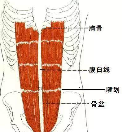 所以,腹直肌的主要作用,就是讓胸骨靠近恥骨.