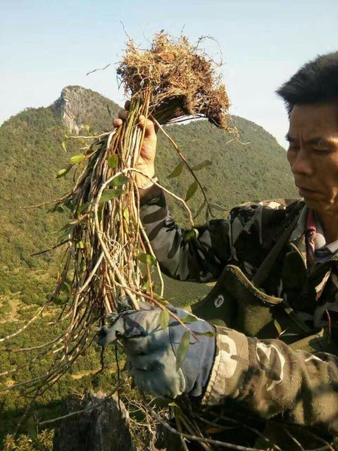 藏在悬崖峭壁上的野生石斛,功效竟比种植的铁