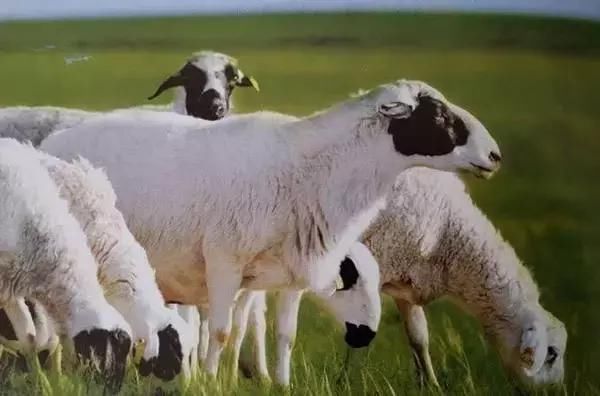 内蒙古草原羊品种一览 外貌区别很明显