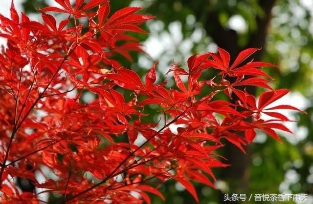 古诗词欣赏 古风美文歌曲 牵丝戏(陈一发演唱)