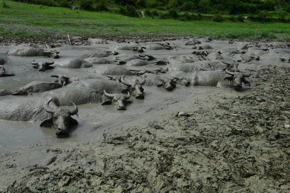 湖北上百水牛避暑洗“黄泥浴”变“泥牛” 湖北上百水牛避暑洗“黄泥浴”变“泥牛”
