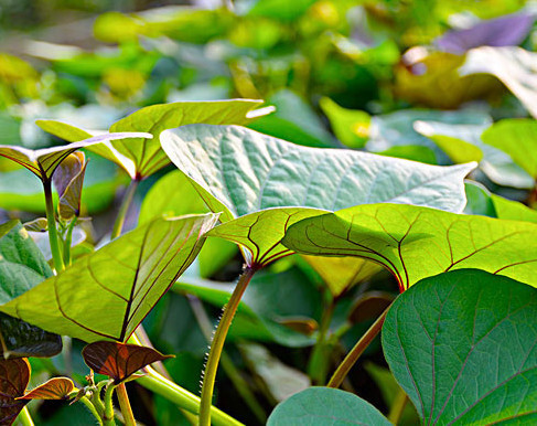 红薯叶才是真正的绿叶菜之王