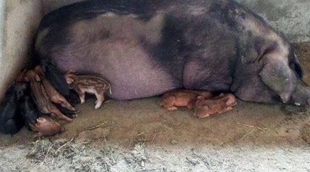 母猪意外怀孕产下一窝"蛇皮猪",兽医的一番话,让主人高兴坏了