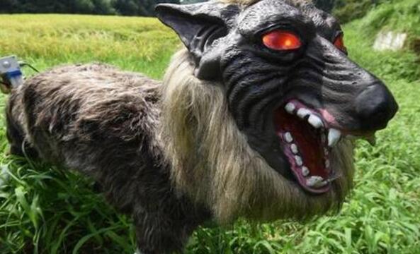 日本怪兽吓哭网友 狼型机器人稻田边威慑动物保护庄稼