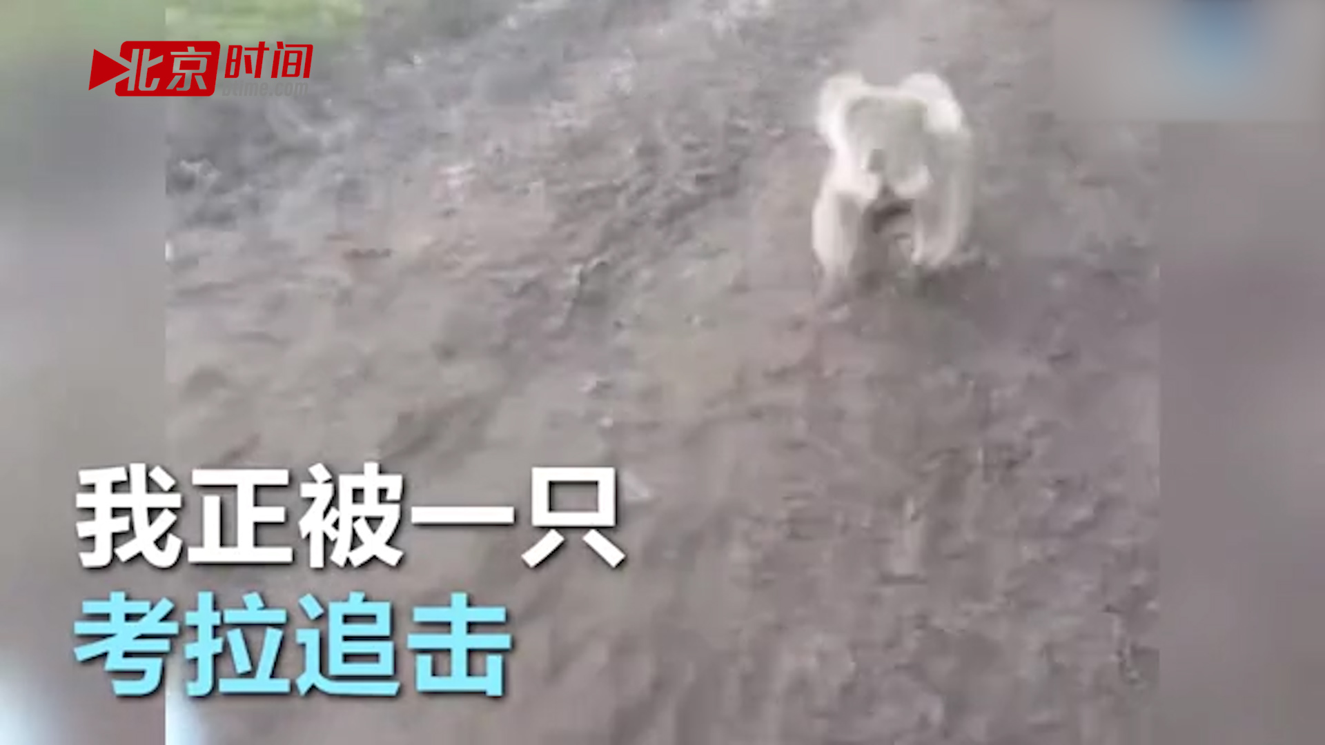 考拉不睡觉狂追一辆车？我一定看到了一只假考拉