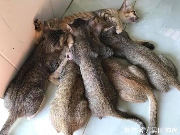 母猫每次喂奶,都是一幅生无可恋的样子,真是令