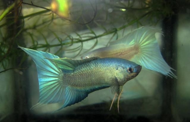 这种鱼吃蚊子幼虫,农村水沟中最常见!现作为观