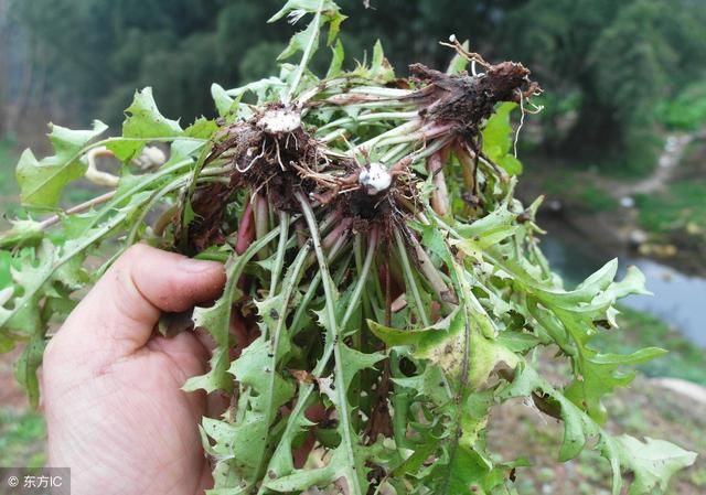 胃病反复不好,要杀幽门螺杆菌,冰箱里3种食物