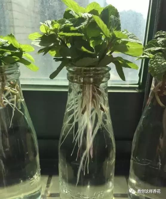 春季适合扦插的23种花,一插就能活的盆栽 - 中国传统榜书网 - 中国传统榜书网 【转载】春季适合扦插的23种花,一插就能活的盆栽 - 碧玉无瑕 - 归真堂老毕之乐园