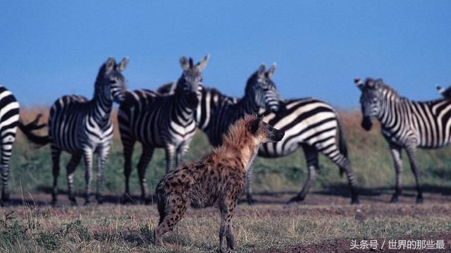 横行非洲大草原的鬣狗,除了狮子之外,它还有天