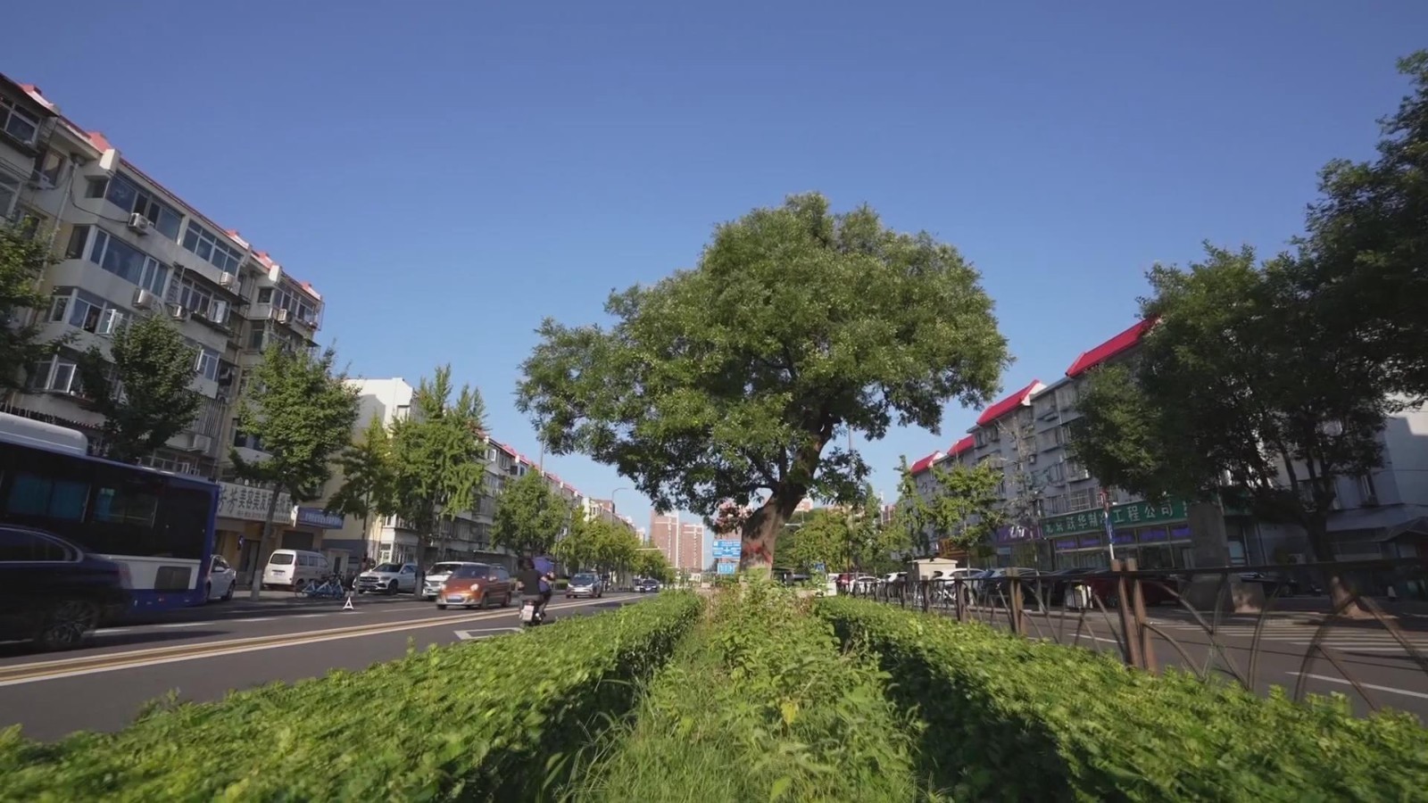 顺义区古树名木展示（一）：胜利街道中山东街古树国槐