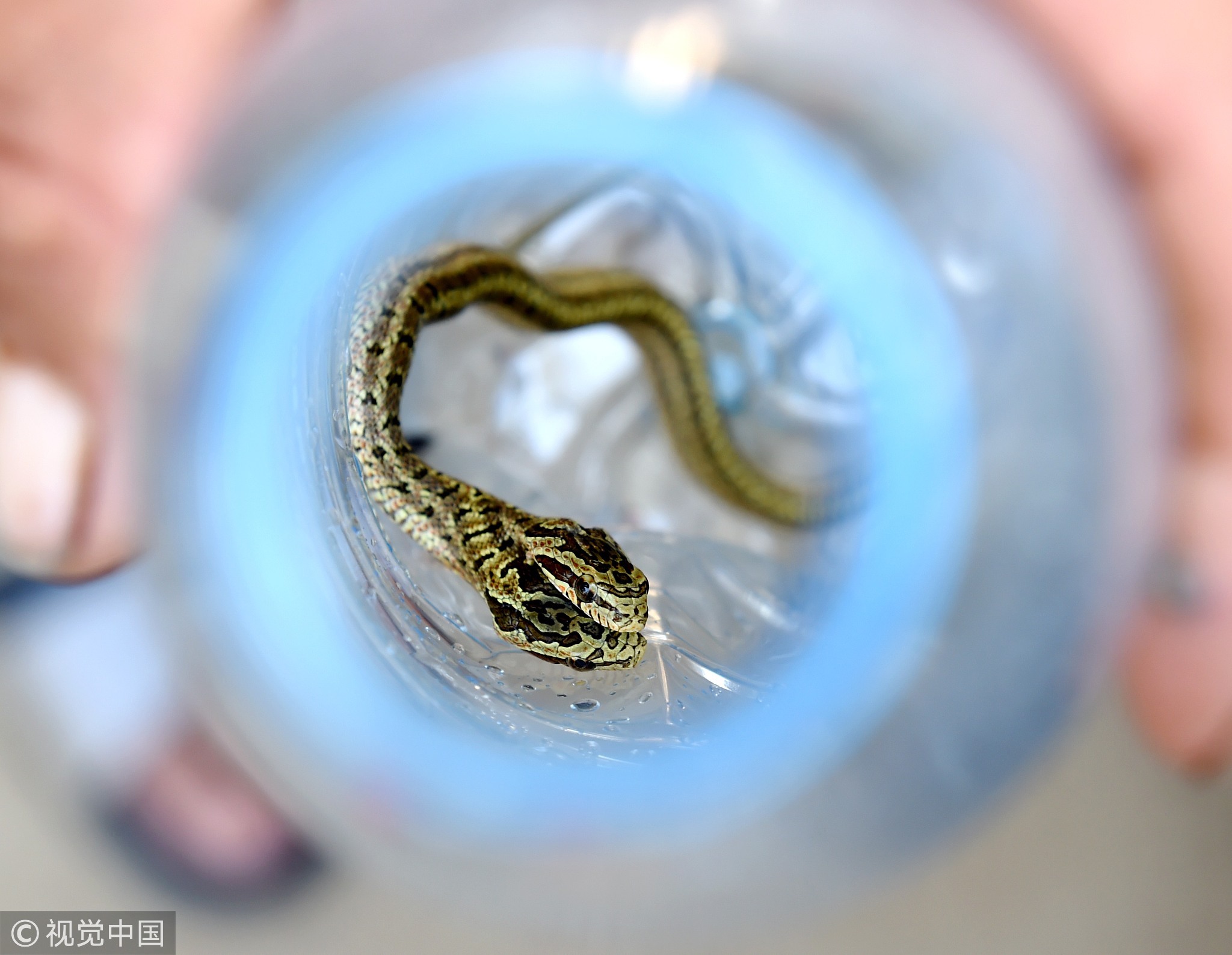 “从颈部分叉的双头蛇比较罕见，可能是基因突变造成的。双头蛇的形成，可能是蛇的胚胎在发育过程中受到某种因素的干扰，导致分裂头部的细胞多分了一个，出现双头的变异体；也有可能是双胞胎蛇在发育时各自没有完全独立出来，出现了连体畸形。”该专家说。