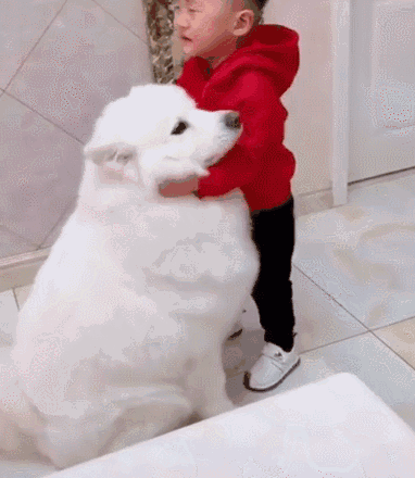 小主人委屈大哭,萨摩耶:别哭了,我把耳朵给你摸摸!太懂事了!