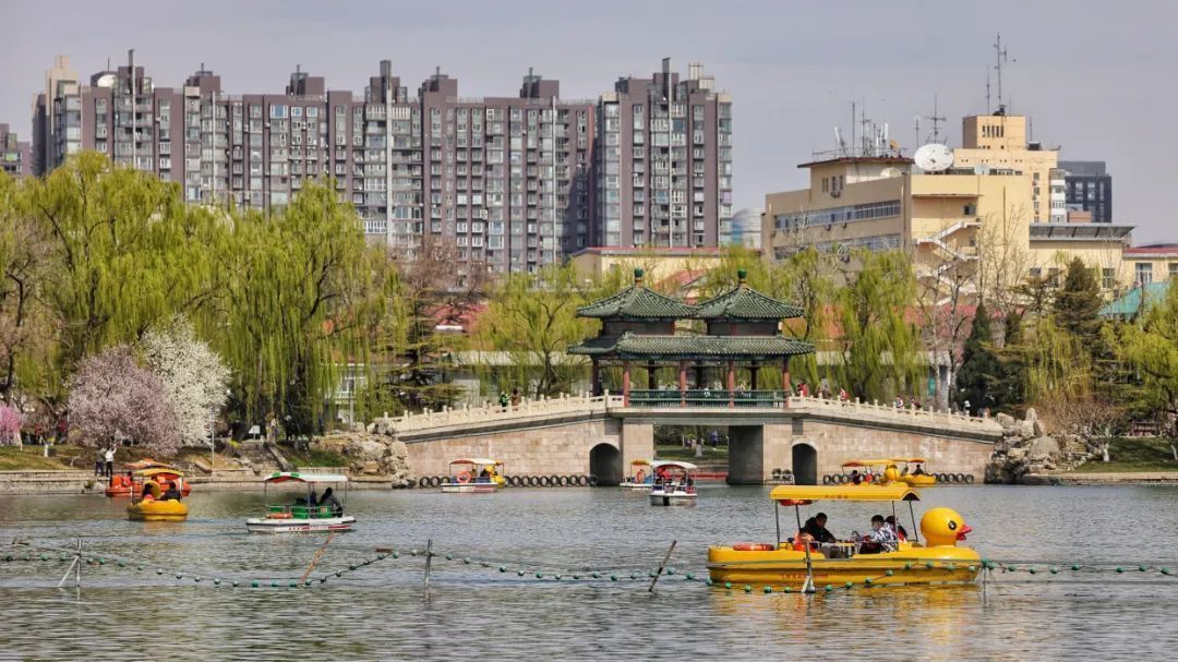 开航！来龙潭划鸭子船，是春天的仪式感_北京时间