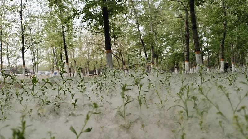 怀柔预计4月8-11日进入飞絮期! 怀柔预计4月8-11日进入飞絮期!