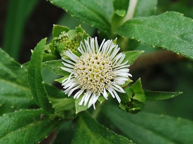 22味补肾气中草药大全全在这儿,补肾健体,你还