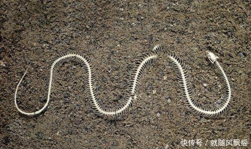 毒蛇誤闖行軍蟻穴 瞬間變成一堆白骨 地表最強殺手 雪花新闻 毒蛇誤闖行軍蟻穴 瞬間變成一堆白骨 地表最強殺手 雪花新闻