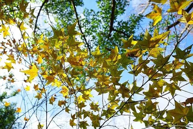 E-mount入门旅游镜首选!索尼E 18-135mm F3