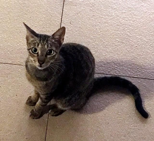 学智随想-菲律宾的货币解读之1000比索