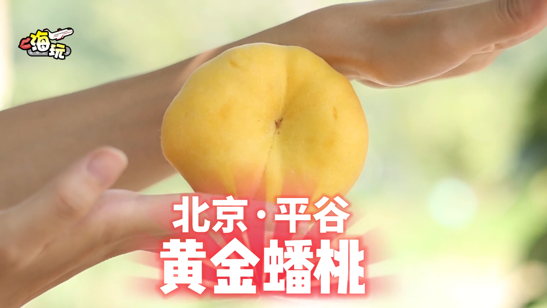 桃子种类多 北京的平谷黄金蟠桃什么样的好吃 您知道吗？