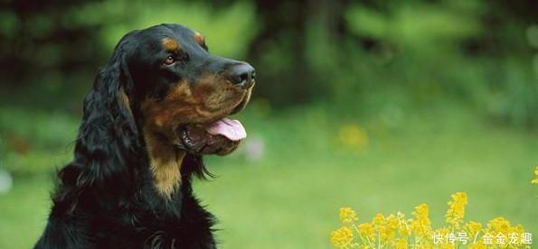 么狗不掉毛适合家养?最不掉毛的狗狗排行榜!