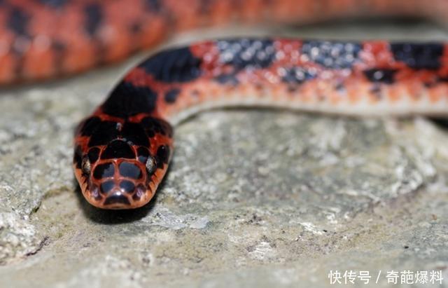 赤链蛇,一种红黑条纹的常见蛇虽然属于无毒蛇