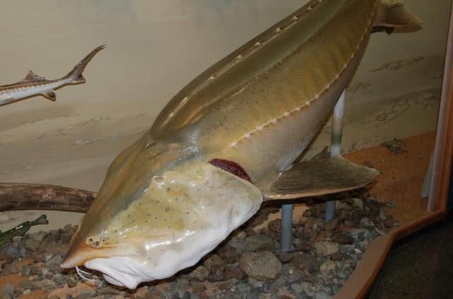 世界上最大的淡水鱼,生活在中国黑龙江,最重的达2000斤!