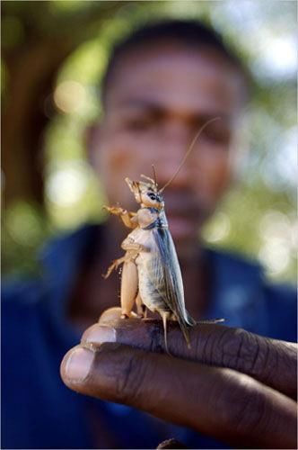 津巴布韦经济崩溃,人们靠吃苍蝇和蚂蚱为生泥