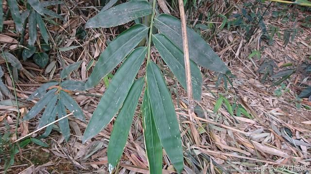 农村有多种包粽子的叶子,药用价值非常高,你们