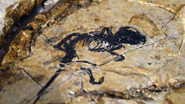 中科院团队发表早期哺乳动物中耳演化重要研究成果 中科院团队发表早期哺乳动物中耳演化重要研究成果