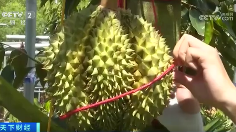 首批国产榴莲预计本月上市!“榴莲自由”能实现吗? 首批国产榴莲预计本月上市!“榴莲自由”能实现吗?