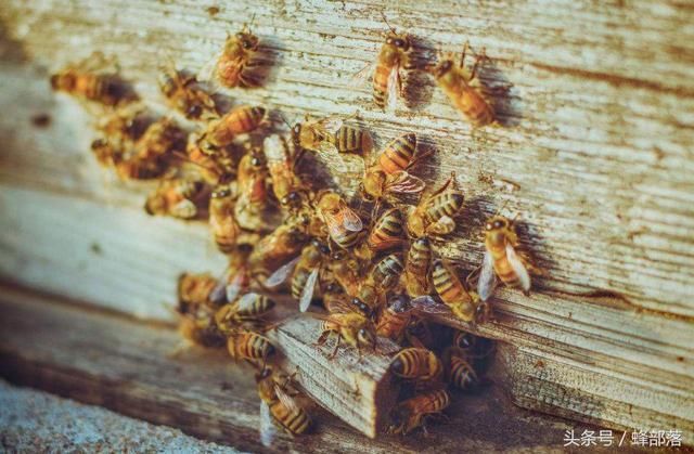 有王群就不会发生工蜂产卵吗?这招可以判断蜂
