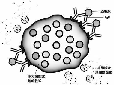 抗过敏益生菌免疫疗法降低IgE改善荨麻疹症状