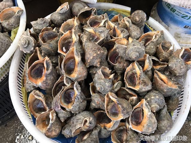 在渤海海鲜批发市场买海鲜是怎么样的一种体验,买海鲜不怕被宰