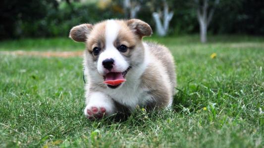 宠物广场|为什么猫咪狗狗需要定期进行体内驱