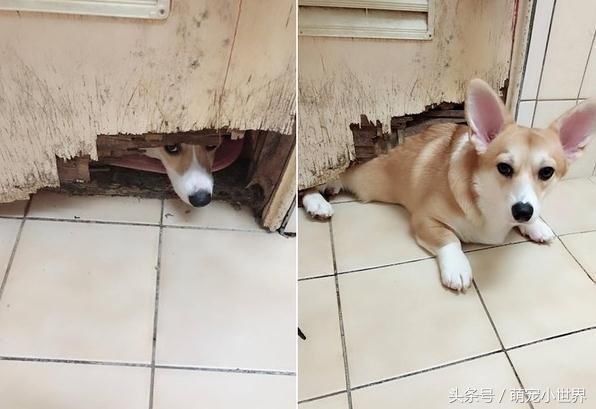 3只柯基不到1年就把门咬出大洞,半个身体钻进去陪主人上厕所