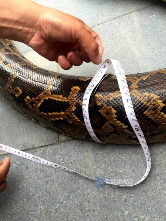 尤溪惊现3米多长巨蟒!一只羊差点被生吞了!