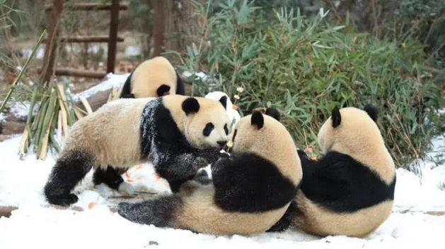 “热干面”“蛋烘糕”“春生”......大熊猫“撒欢”迎新年 “热干面”“蛋烘糕”“春生”......大熊猫“撒欢”迎新年