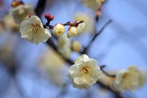 关于三月的诗句诗词2018 描写三月的古诗词大全