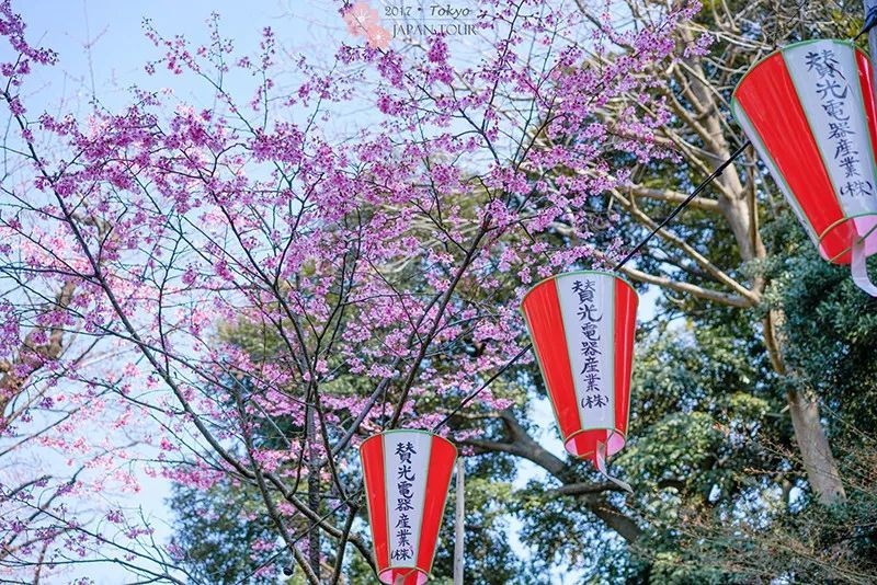 2018日本樱花预测公布!3月全面开放,再不去又