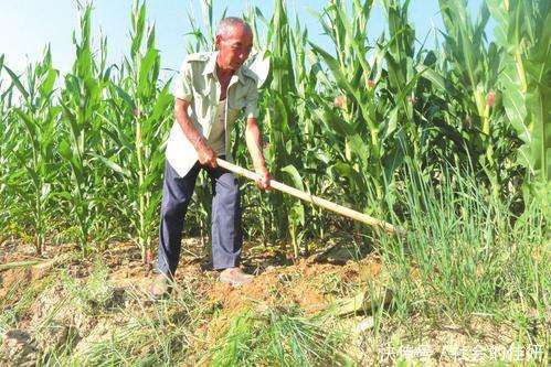 老人重病分遗产,儿子女儿各十万,养女只有一封