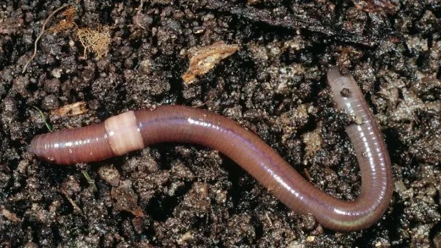 【世界土壤日】苏剑程:“土壤战士”小蚯蚓的大贡献 【世界土壤日】苏剑程:“土壤战士”小蚯蚓的大贡献