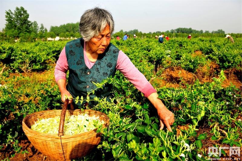 【水到渠成共发展】金银花生“金”吐“银” 南水北调中线渠首的“扶贫经” 【水到渠成共发展】金银花生“金”吐“银” 南水北调中线渠首的“扶贫经”