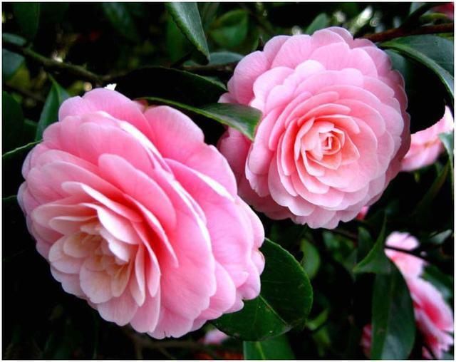 中国十大名花分别指哪十种花 这十种花分别有