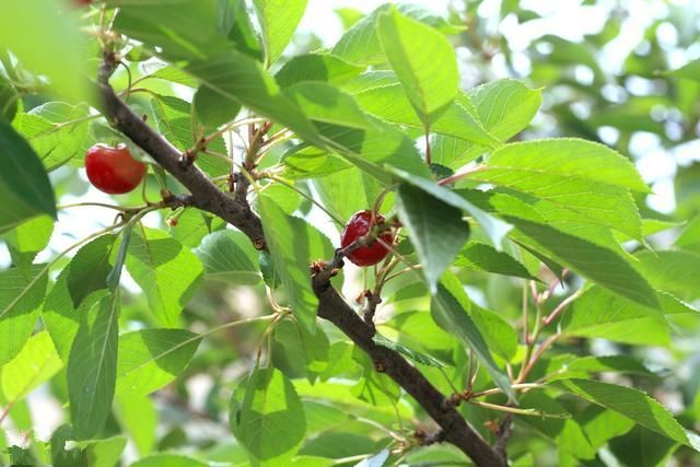 樱桃树栽培技术|大樱桃树整形修剪关键点之培
